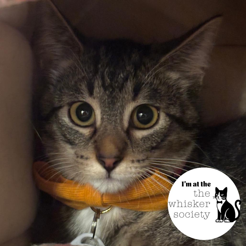 Charlie, Adoptable, Young Female Domestic Short Hair.