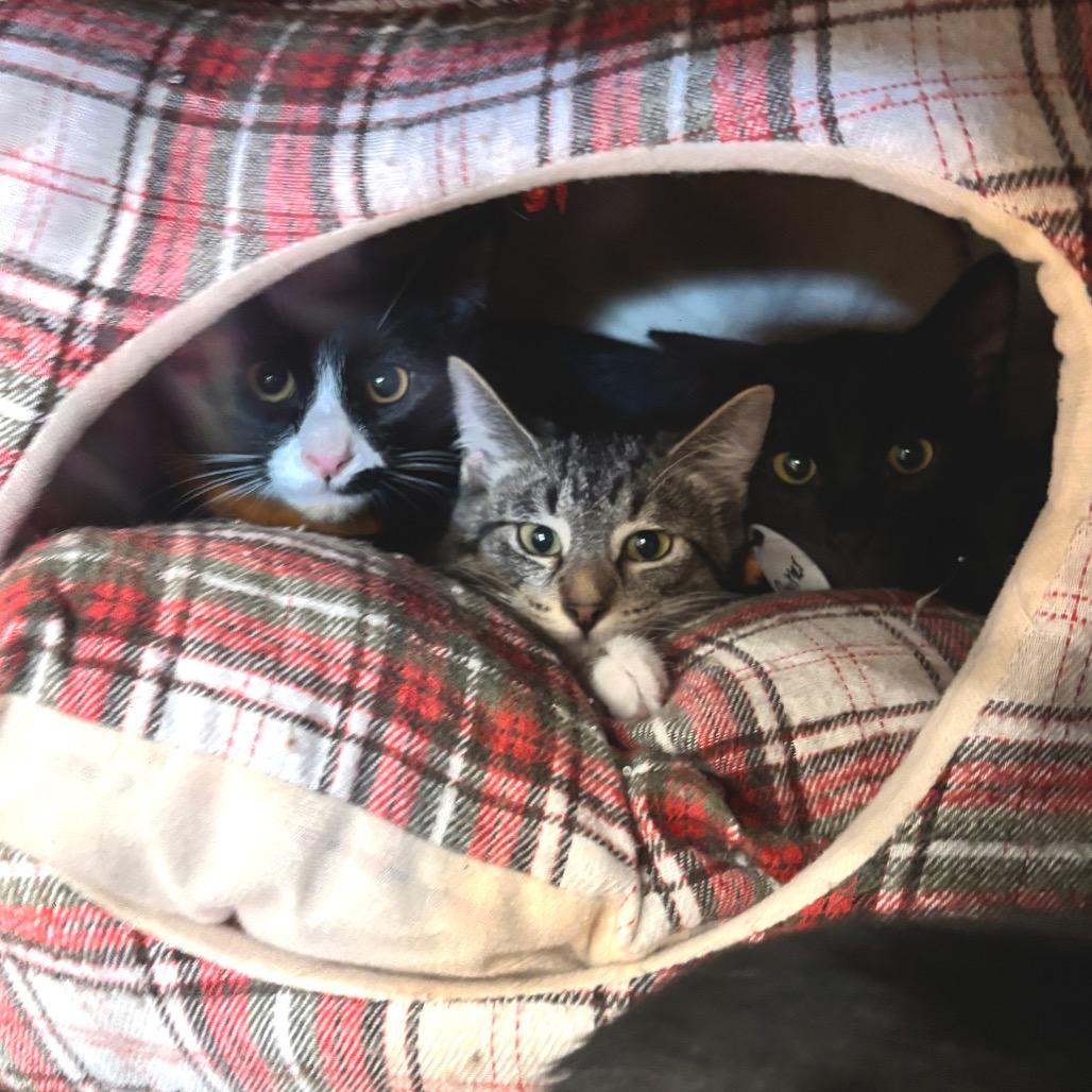 Enlarge Charlie, a Adoptable Domestic Short Hair in Oconomowoc, WI image 4/5