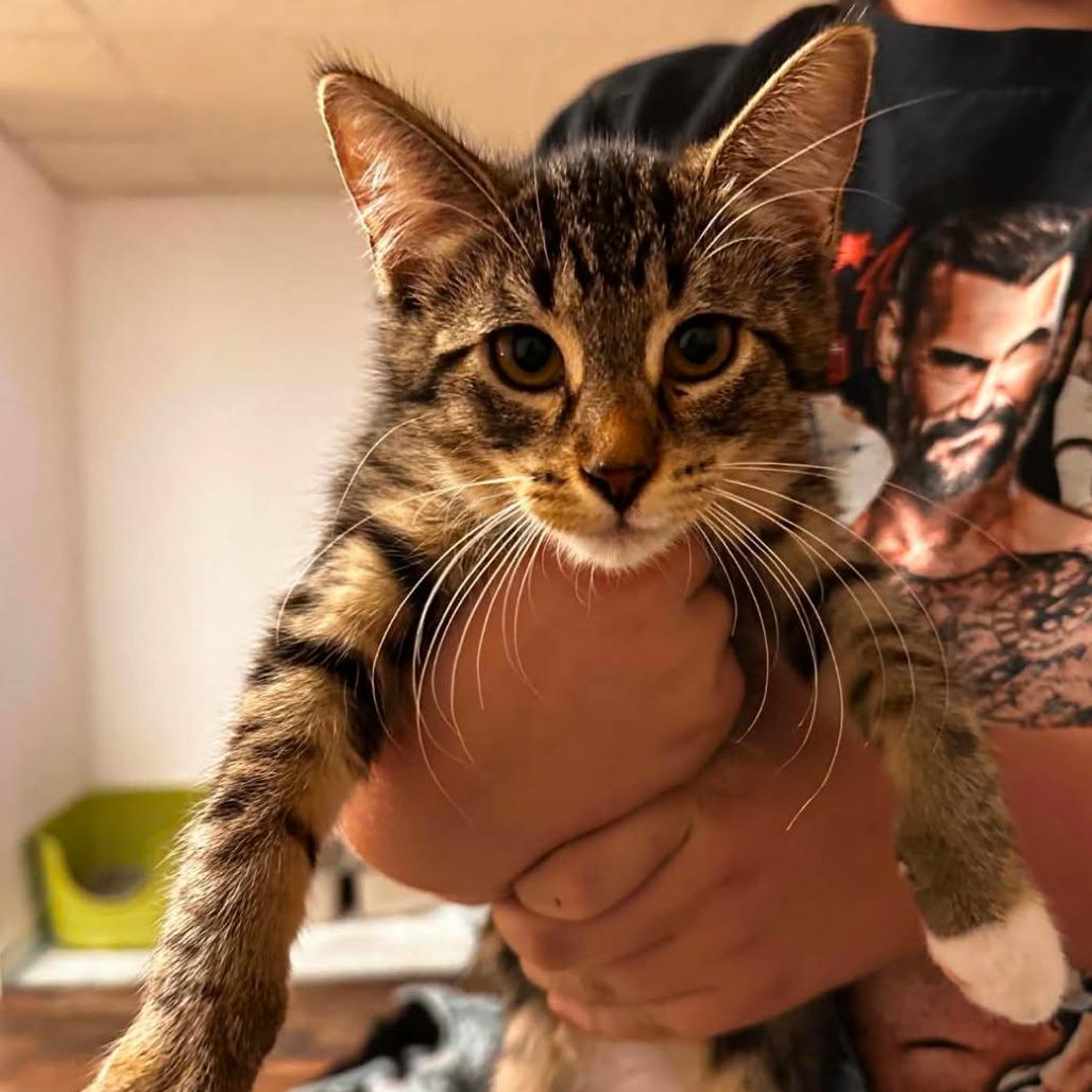 Enlarge Charlie, a Adoptable Domestic Short Hair in Oconomowoc, WI image 5/5