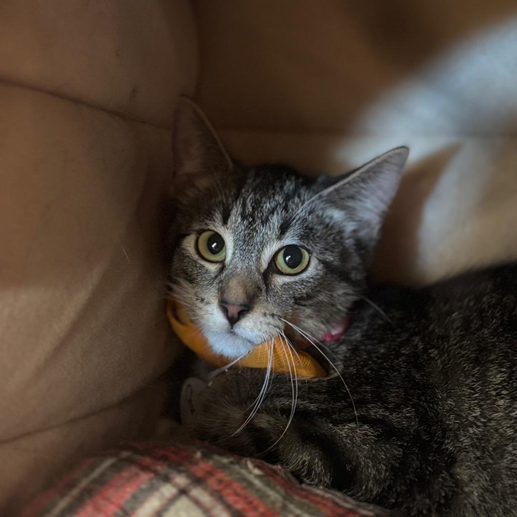 Enlarge Charlie, a Adoptable Domestic Short Hair in Oconomowoc, WI image 3/5