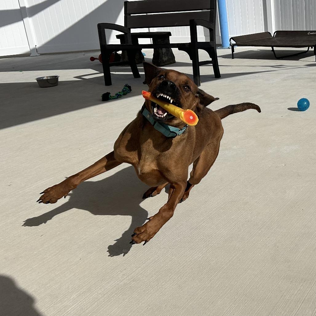 Scooter, a Adoptable Redbone Coonhound in Harrisonburg, VA image 4/6