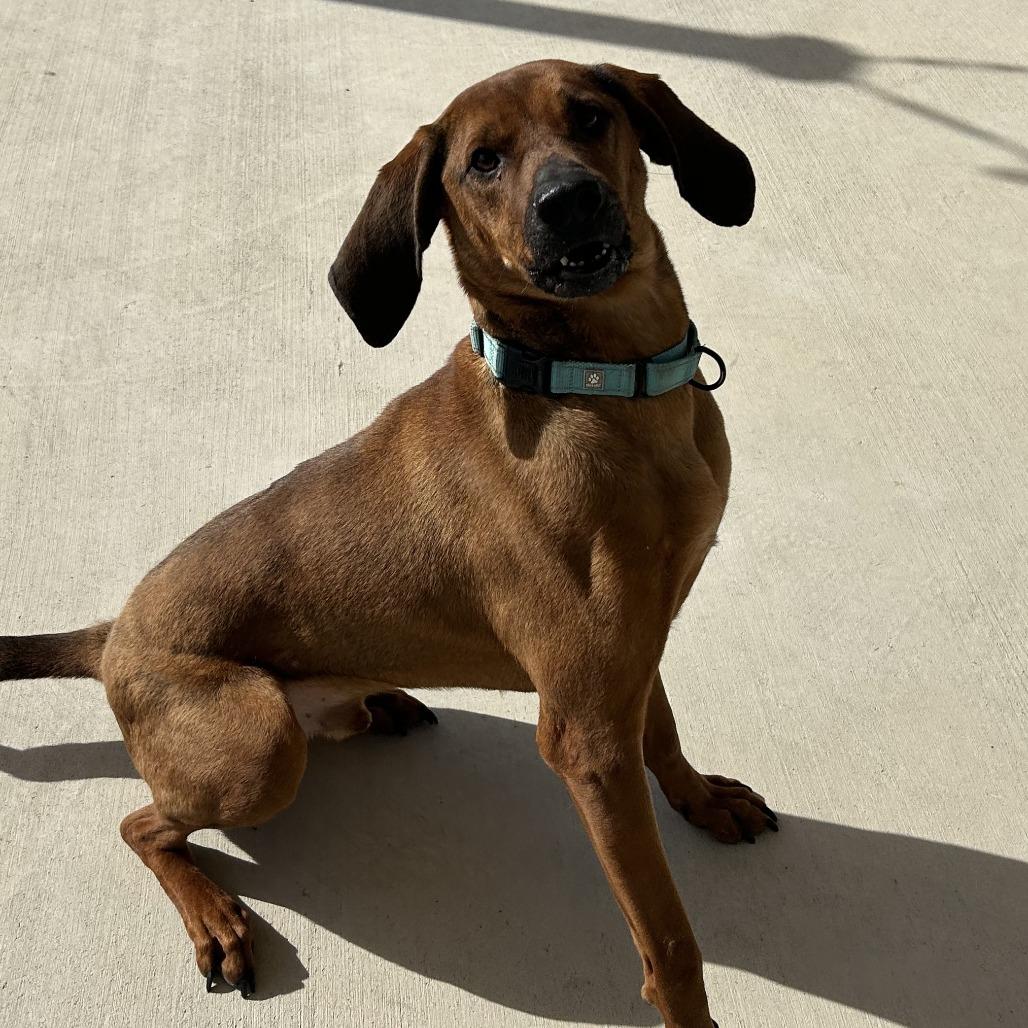 Scooter, a Adoptable Redbone Coonhound in Harrisonburg, VA image 6/6