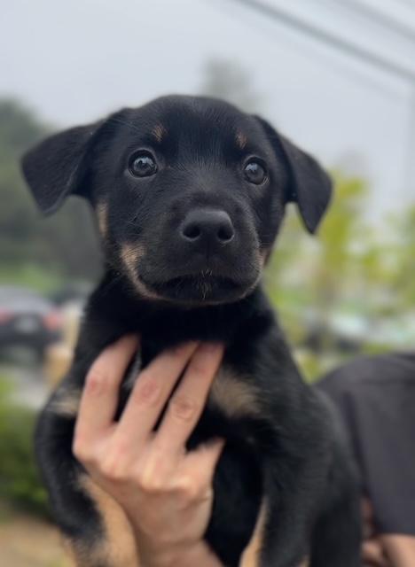 Enlarge Dotty, a Adoptable mixed breed in Burbank, CA image 1/1