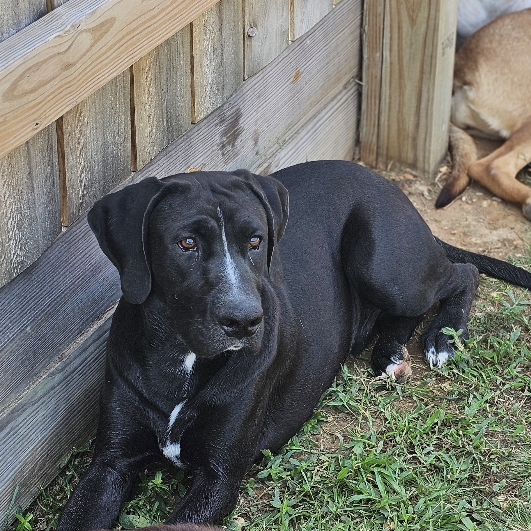 Dog for adoption Jet, a Black Labrador Retriever & Plott Hound Mix in