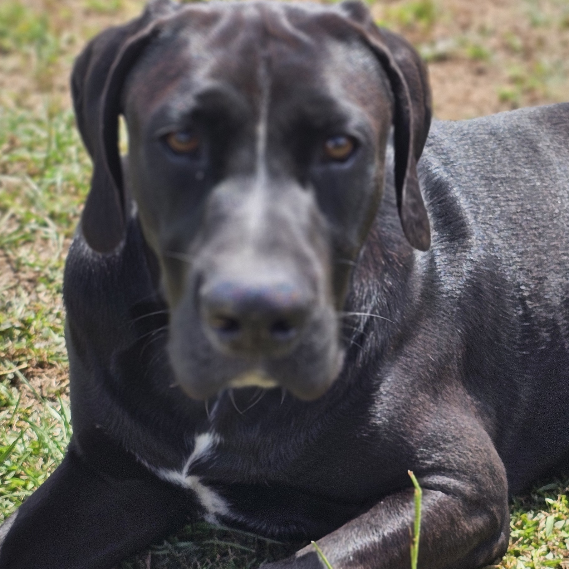 Dog for adoption Jet, a Black Labrador Retriever & Plott Hound Mix in