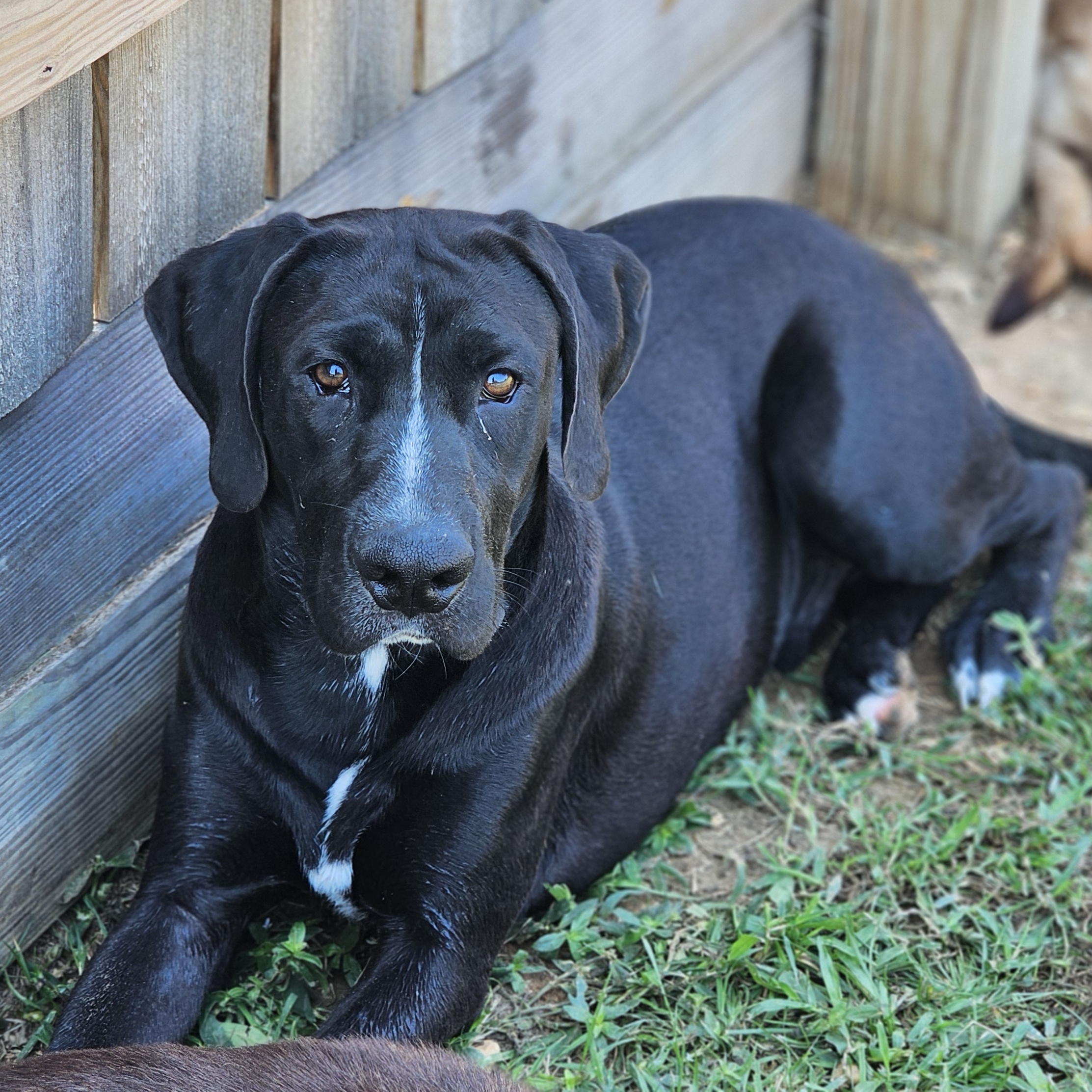 Dog for adoption Jet, a Black Labrador Retriever & Plott Hound Mix in
