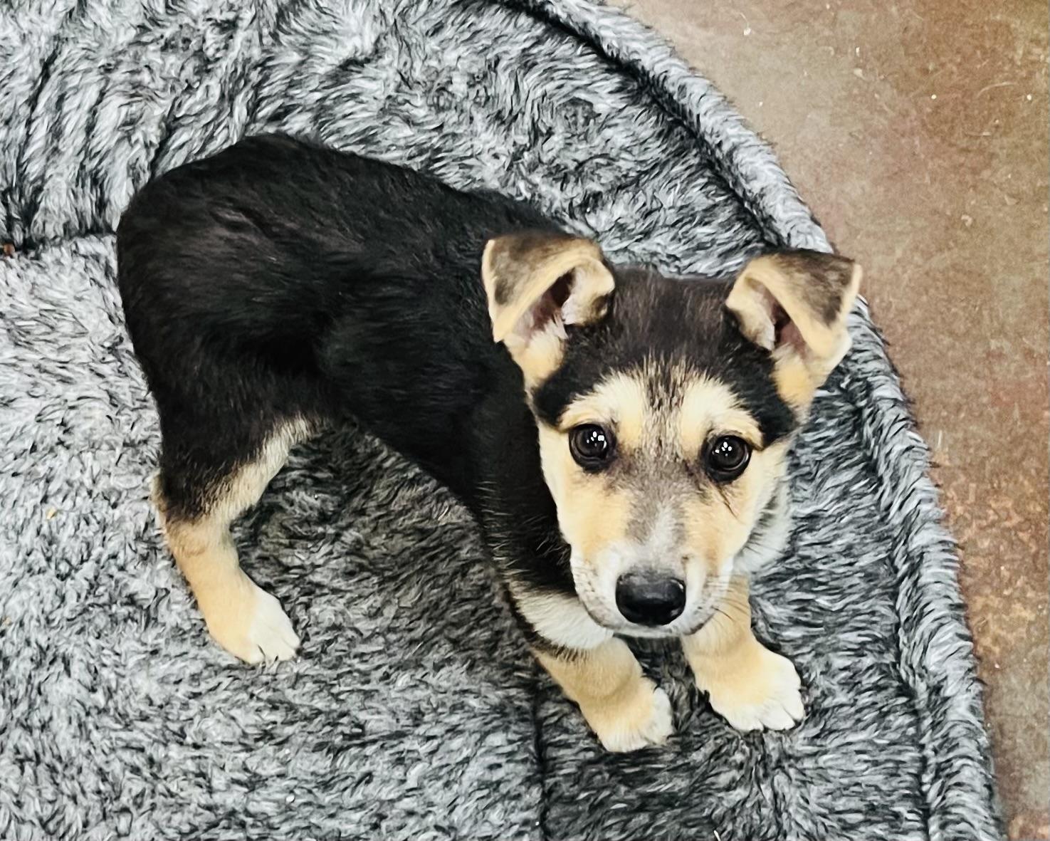 Winston, Adoptable, Puppy Male German Shepherd Dog.