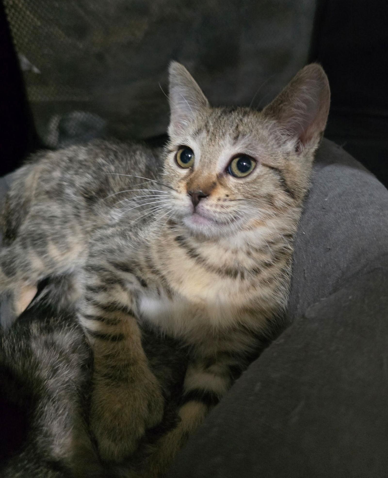 Wonton, Adopted, Young Female Domestic Short Hair.