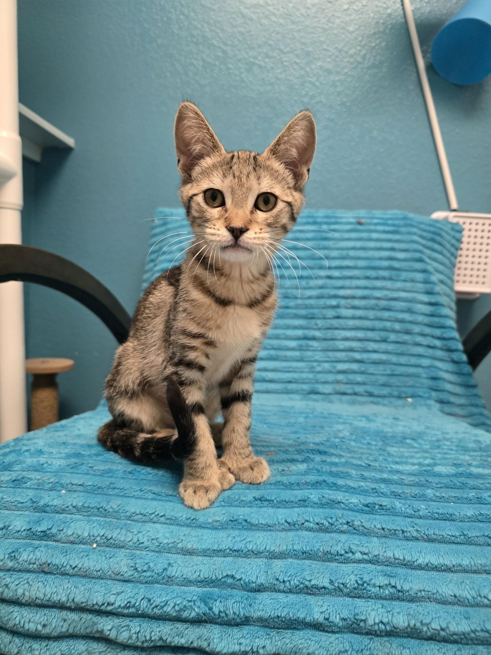 Wonton, a Adopted Domestic Short Hair image 2/2