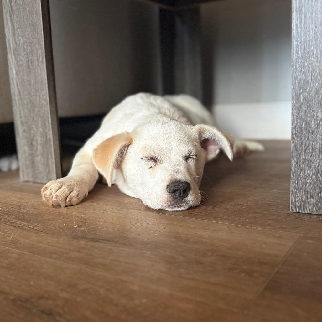 Aspen, Adoptable, Puppy Female Labrador Retriever & Mixed Breed.