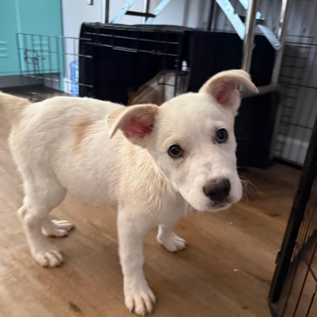 Aspen, Adoptable, Puppy Female Mixed Breed & Mixed Breed.