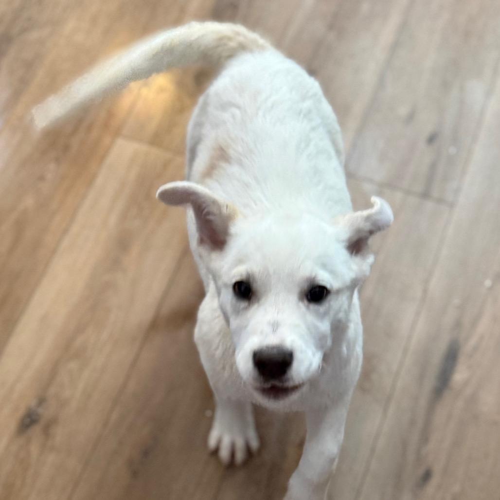 Enlarge Aspen, a Adoptable mixed breed in St. Charles, MO image 2/6