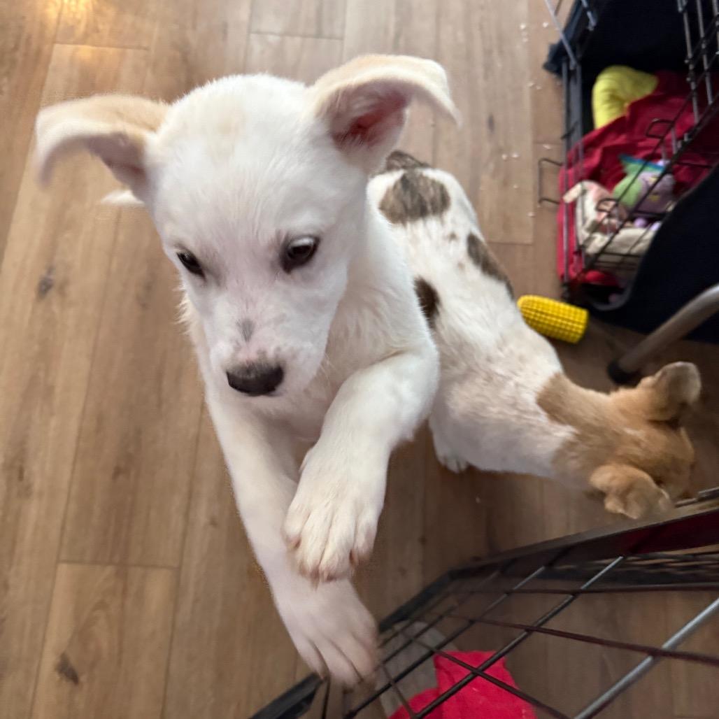 Enlarge Aspen, a Adoptable mixed breed in St. Charles, MO image 3/6