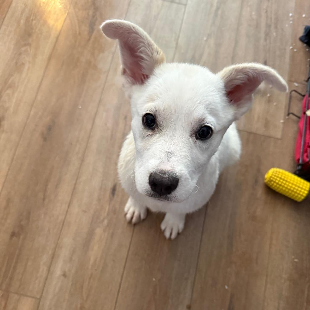 Enlarge Aspen, a Adoptable mixed breed in St. Charles, MO image 4/6