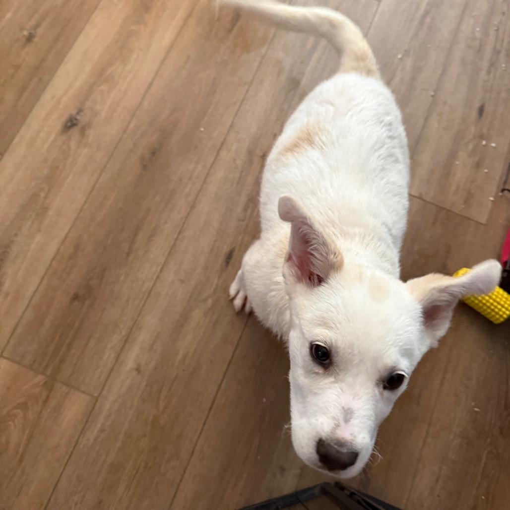 Enlarge Aspen, a Adoptable mixed breed in St. Charles, MO image 5/6