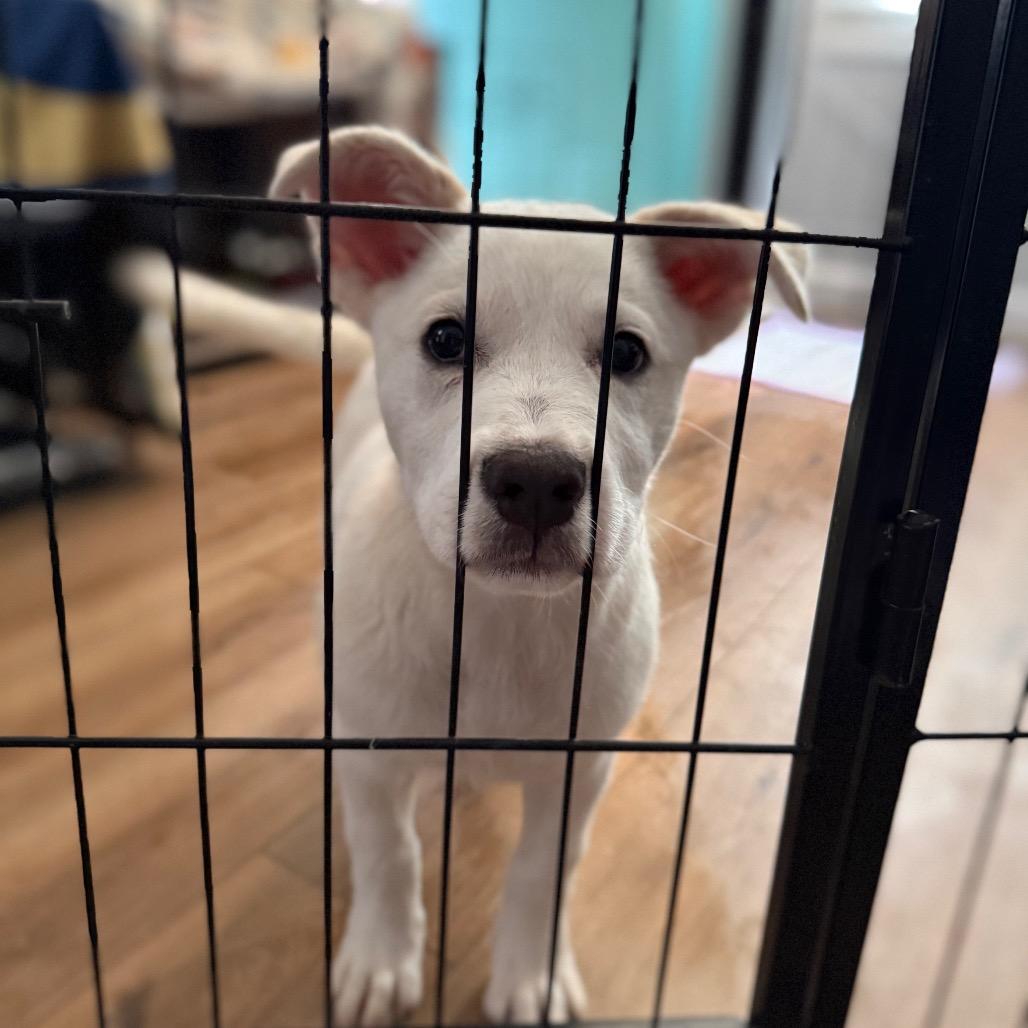 Enlarge Aspen, a Adoptable mixed breed in St. Charles, MO image 6/6