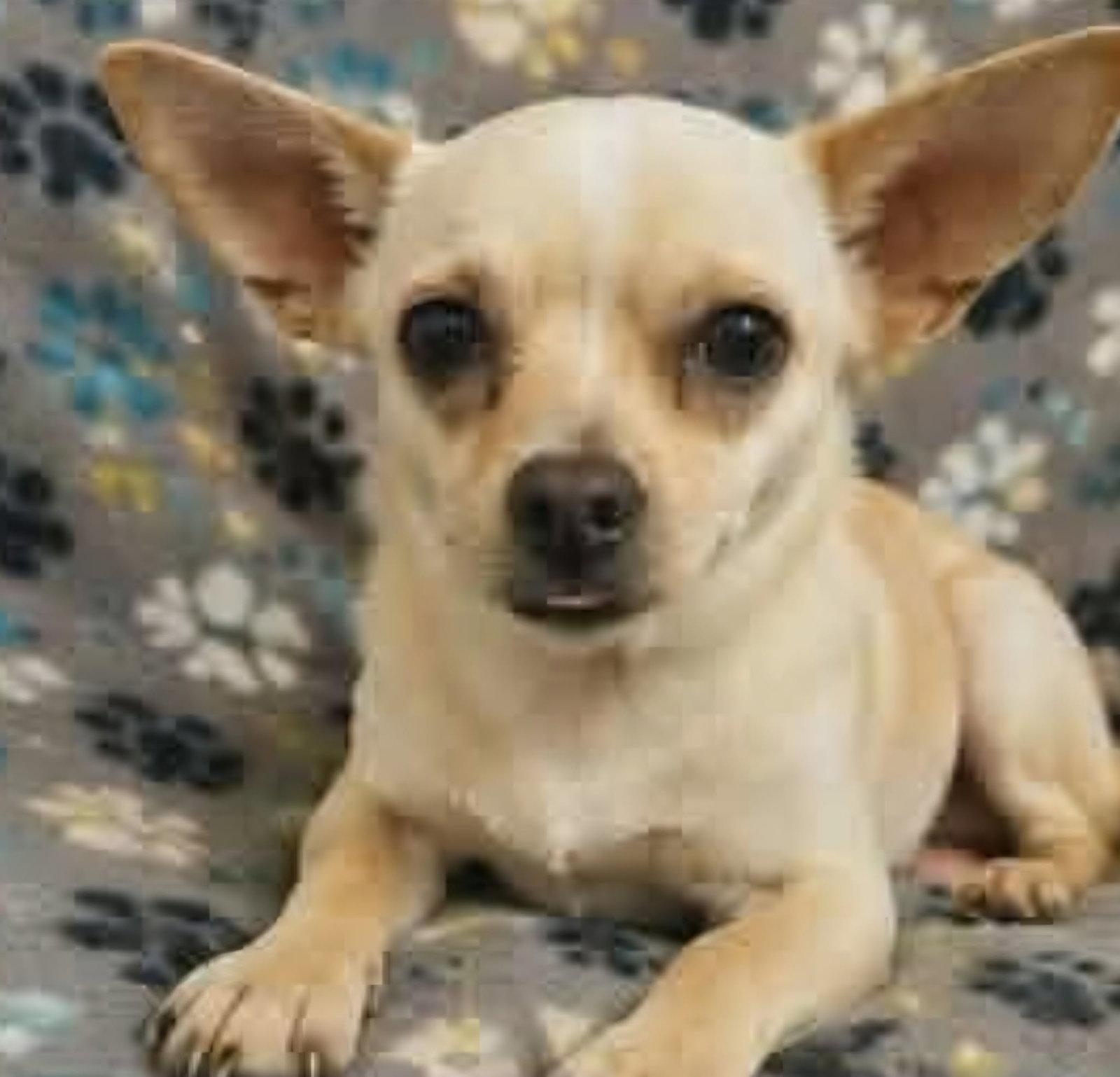 Churro, Adoptable, Young Male Chihuahua.