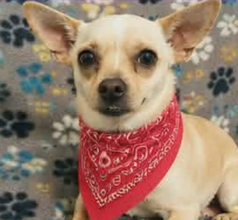 Enlarge Churro, a Adoptable Chihuahua in Minneapolis, MN image 2/3