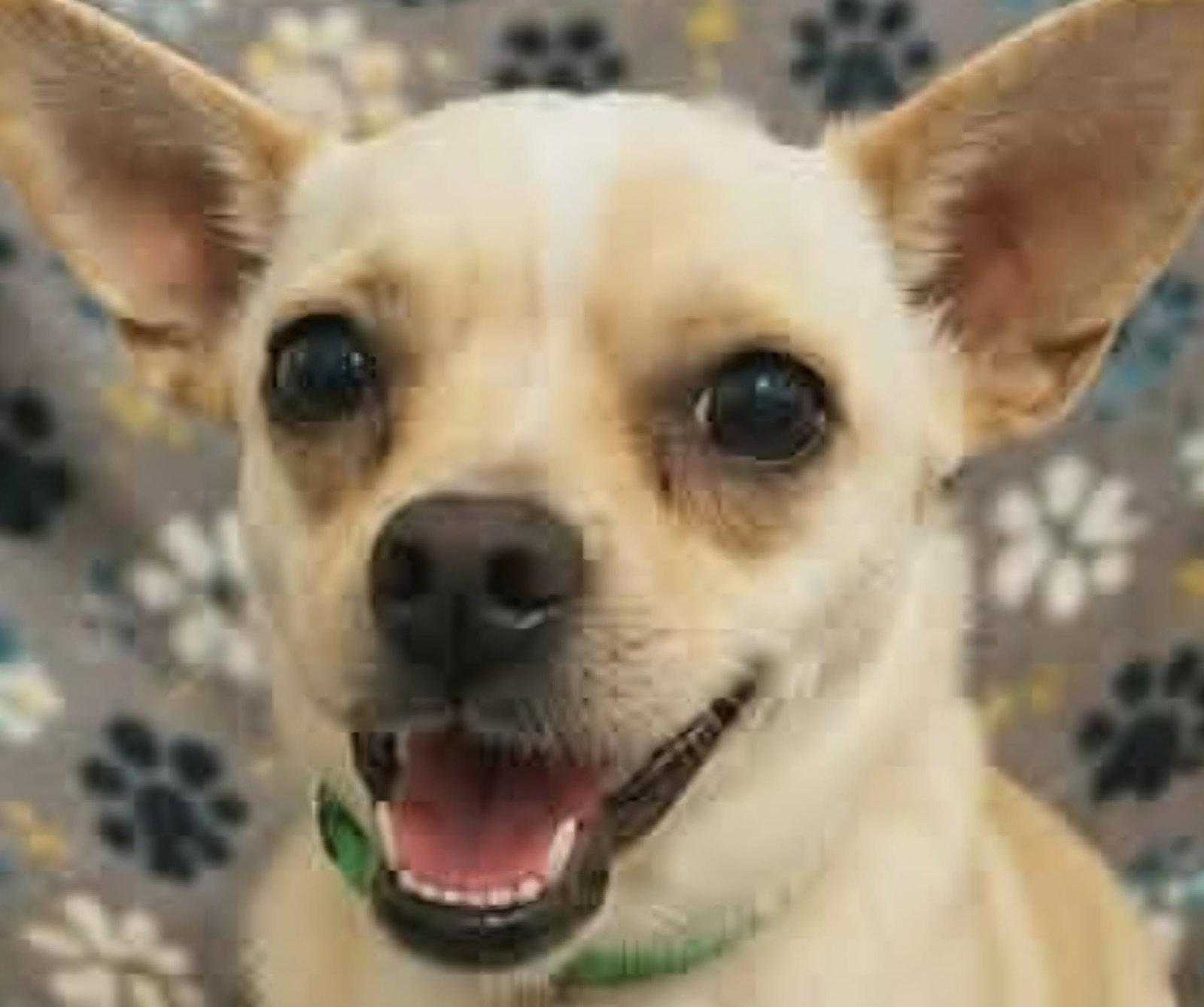 Enlarge Churro, a Adoptable Chihuahua in Minneapolis, MN image 3/3