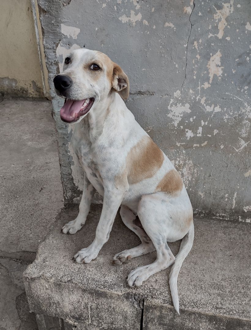 Finn, Adoptable, Adult Male Mixed Breed.