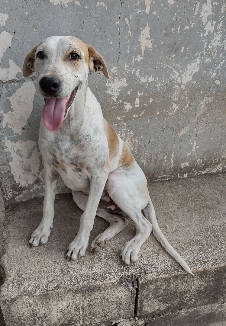 Enlarge Finn, a Adoptable mixed breed in Guayama, PR image 2/3