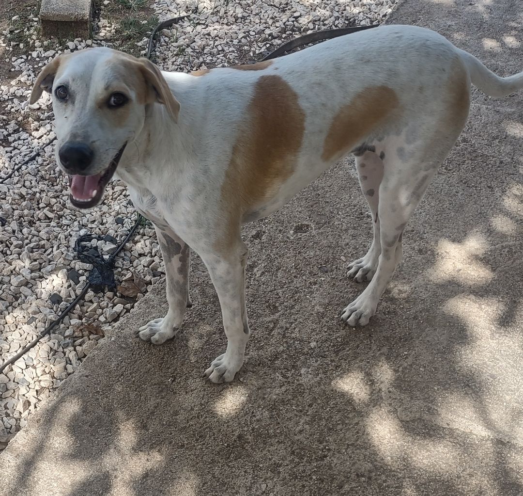 Enlarge Finn, a Adoptable mixed breed in Guayama, PR image 3/3