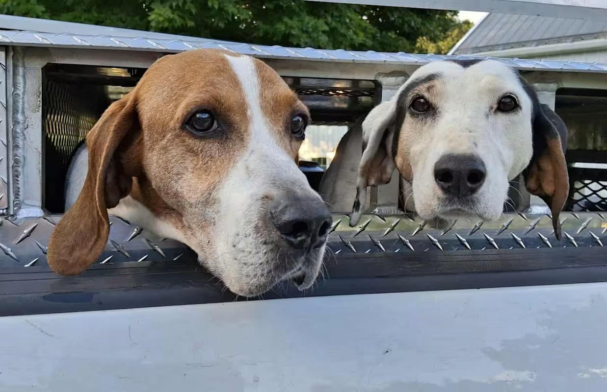 Patch, a Adoptable mixed breed in Monterey, VA image 3/3