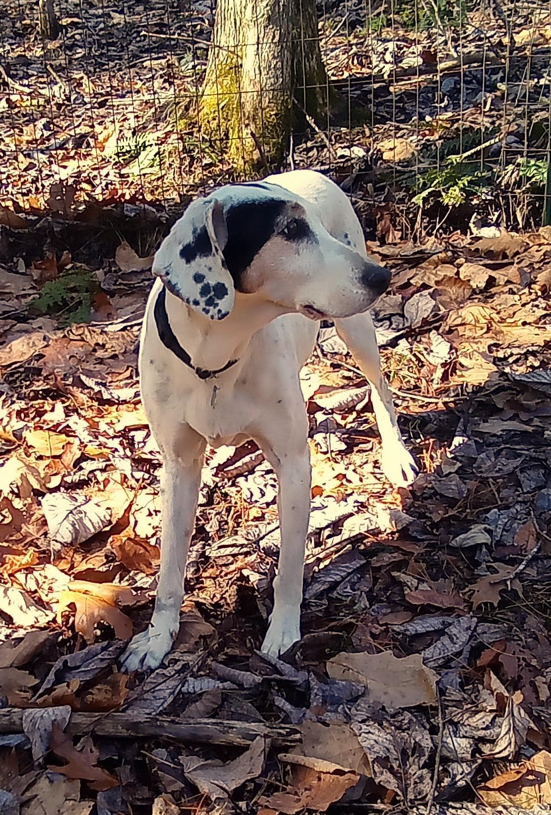 Enlarge Patch, a Adoptable mixed breed in Monterey, VA image 3/5