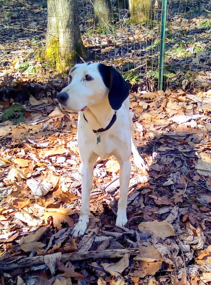 Enlarge Patch, a Adoptable mixed breed in Monterey, VA image 2/5