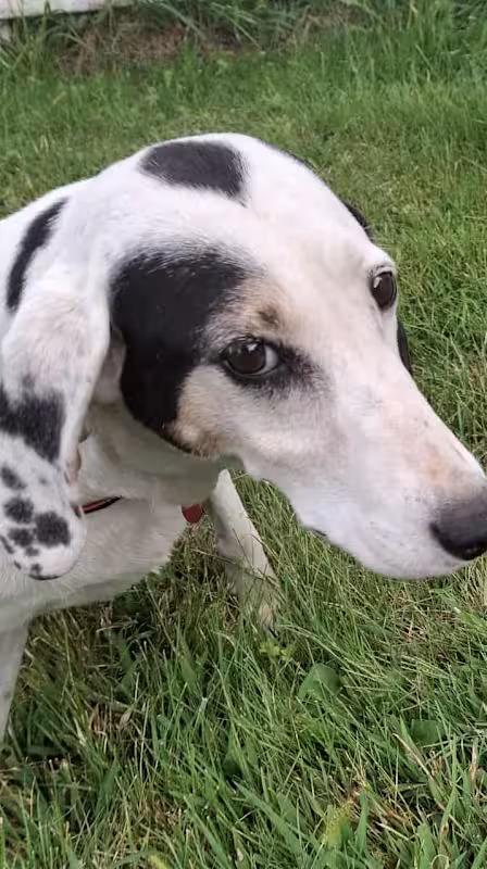 Patch, Adoptable, Senior Female English Coonhound & Treeing Walker Coonhound.
