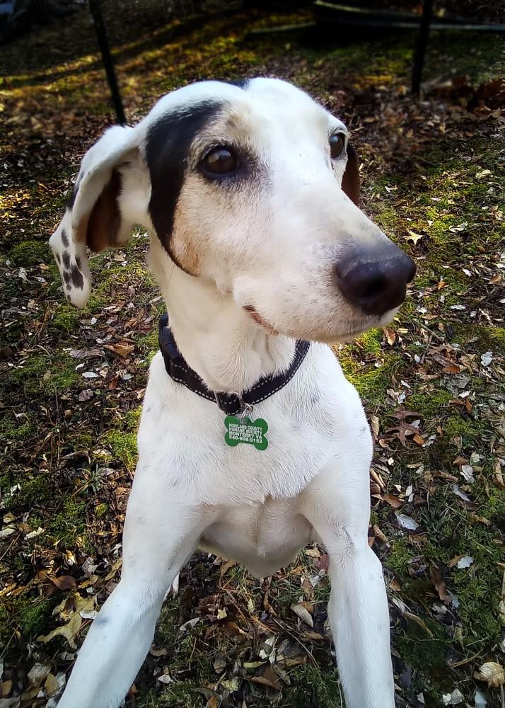 Enlarge Patch, a Adoptable mixed breed in Monterey, VA image 5/5