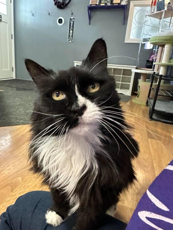 Enlarge Baby Old Lady (ask to meet me!), a Adoptable Domestic Long Hair in Kalamazoo, MI image 1/1