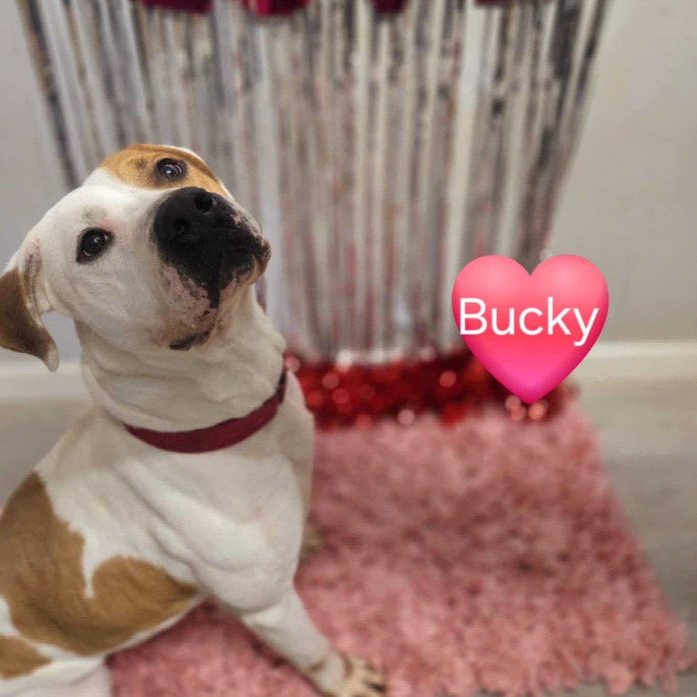 Bucky 6