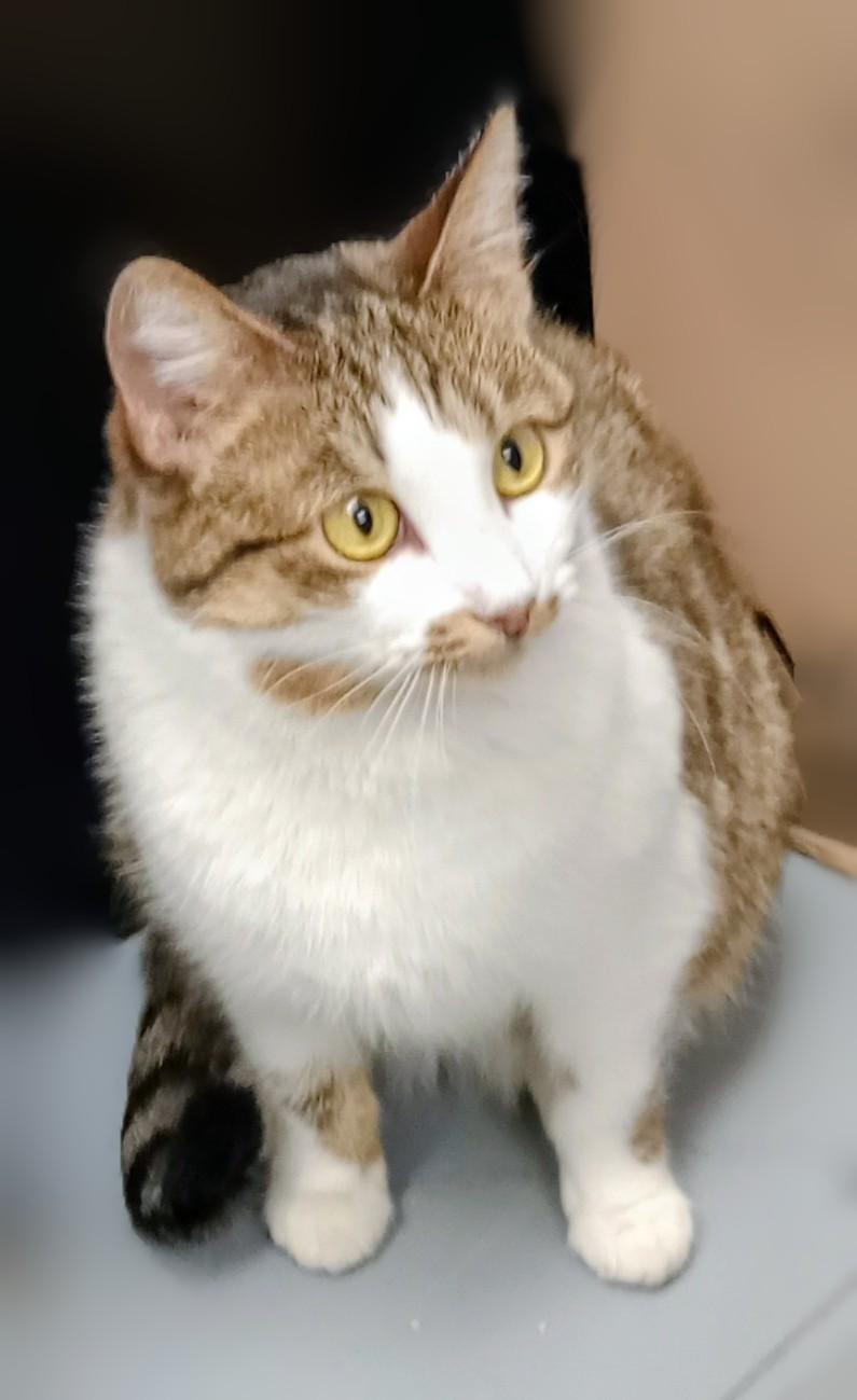 Enlarge Taco Belle, an adopted Domestic Short Hair in Duluth, GA image 4/4