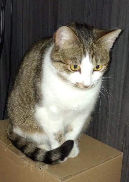 Enlarge Taco Belle, an adopted Domestic Short Hair in Duluth, GA image 2/4