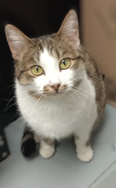 Enlarge Taco Belle, an adopted Domestic Short Hair in Duluth, GA image 1/4