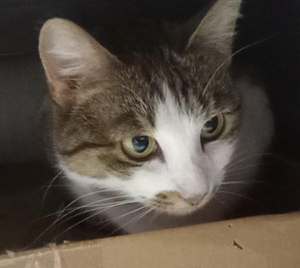 Enlarge Taco Belle, an adopted Domestic Short Hair in Duluth, GA image 3/4