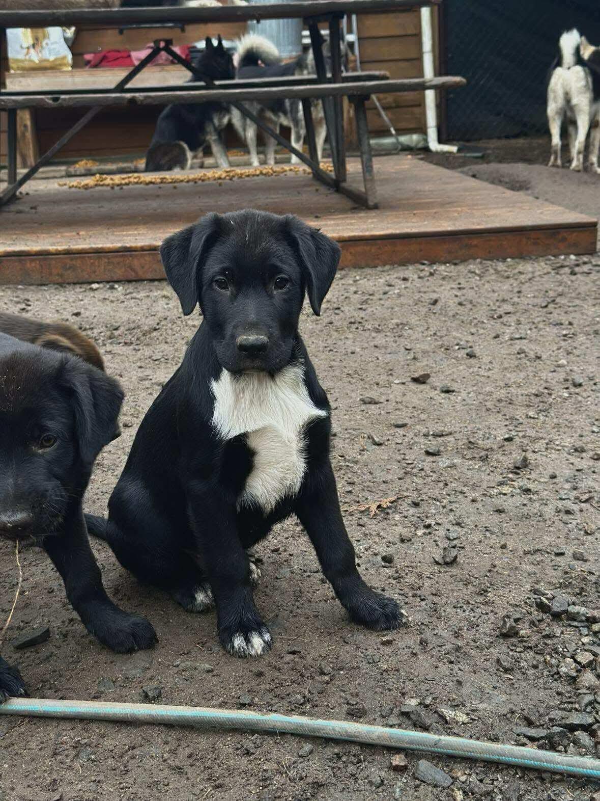 Enlarge Tuxedo, a Adopted mixed breed in STE-MARGUERITE-DU-LAC-MASSON, QC image 1/2