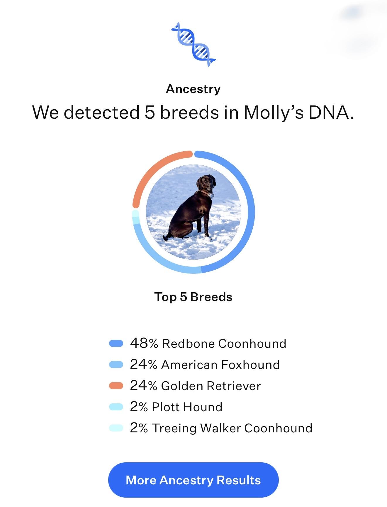 Molly - the perfect girl, an adopted mixed breed in New Rochelle, NY image 6/6