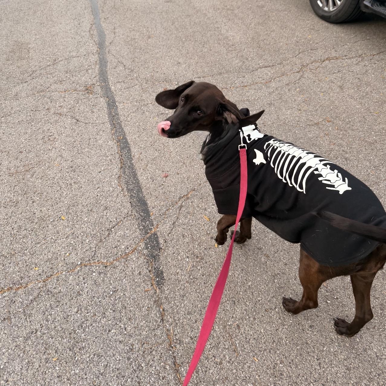 Molly - the perfect girl, an adopted mixed breed in New Rochelle, NY image 5/6