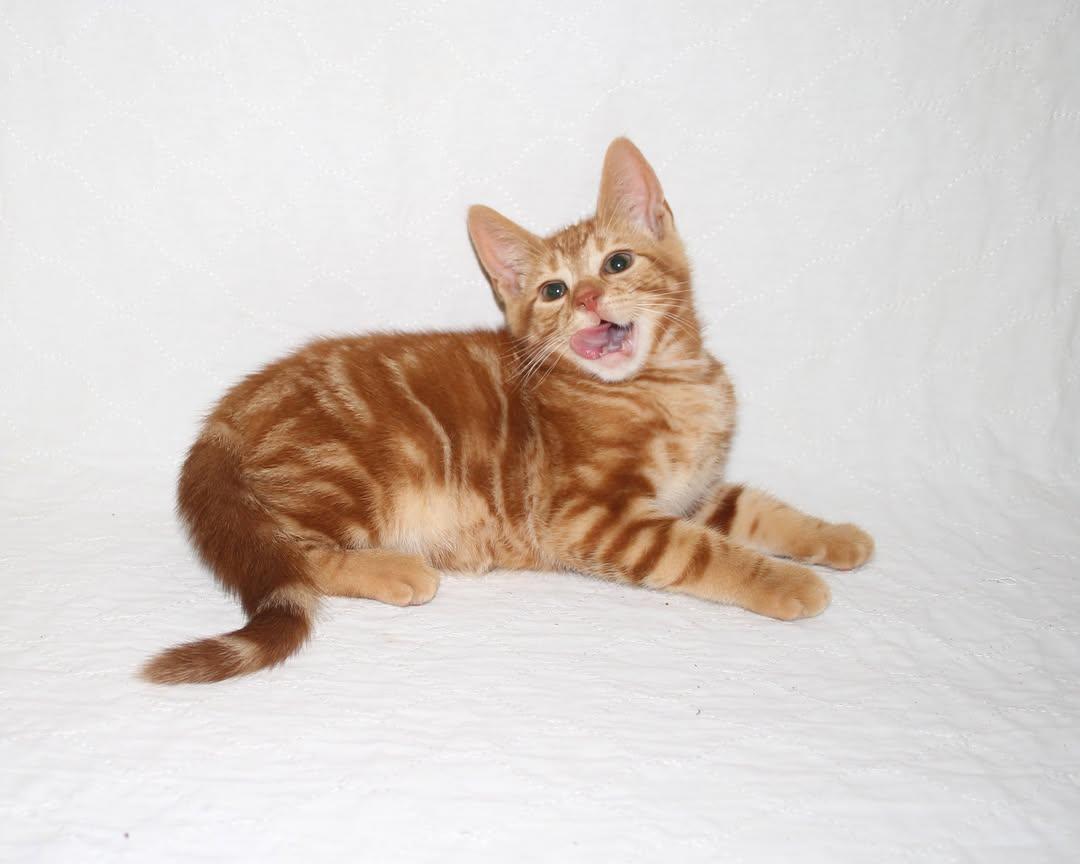 Lenny, Adopted, Kitten Male Domestic Short Hair.