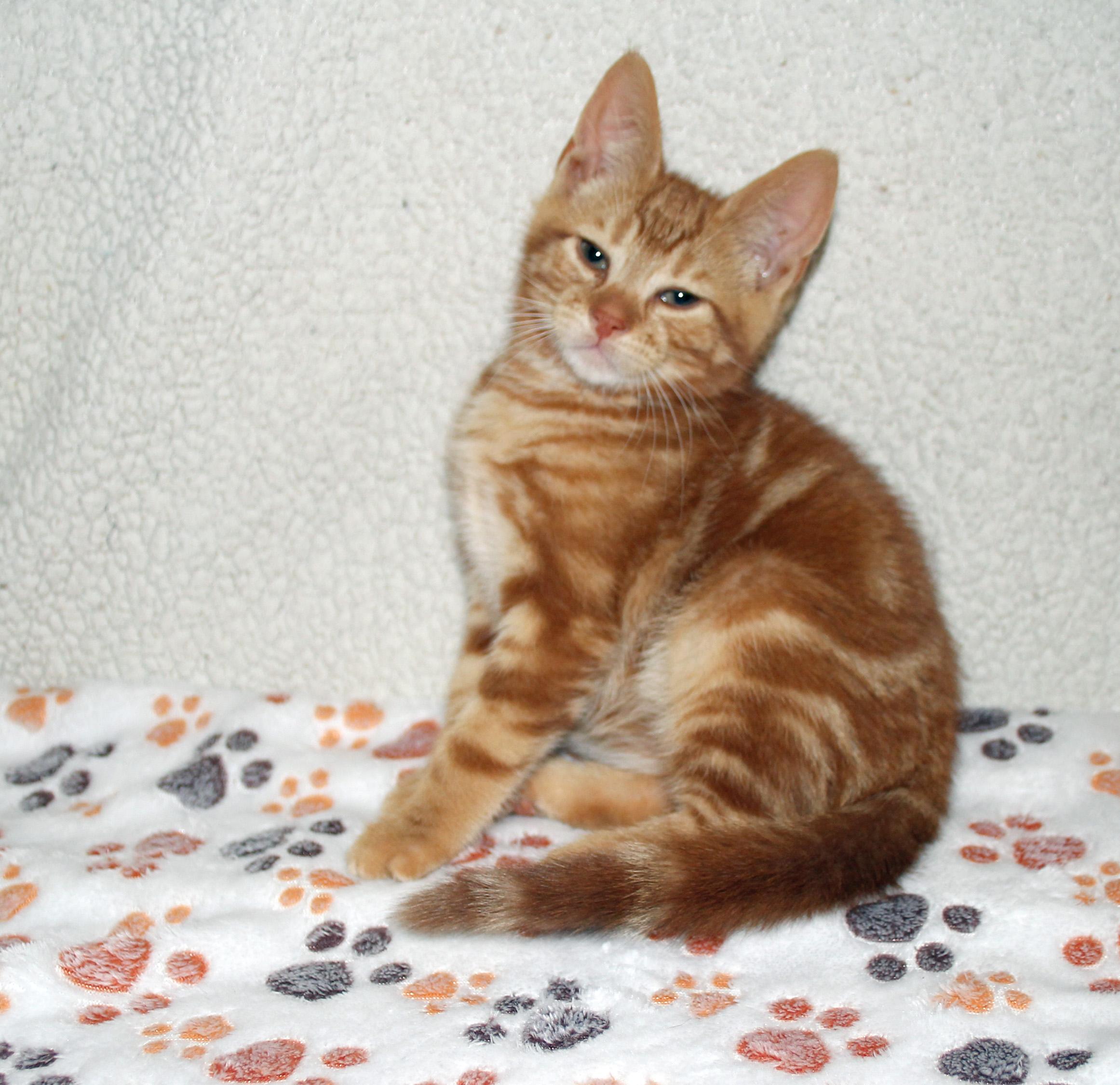 Lenny, a Adopted Domestic Short Hair in Salem, NJ image 2/4