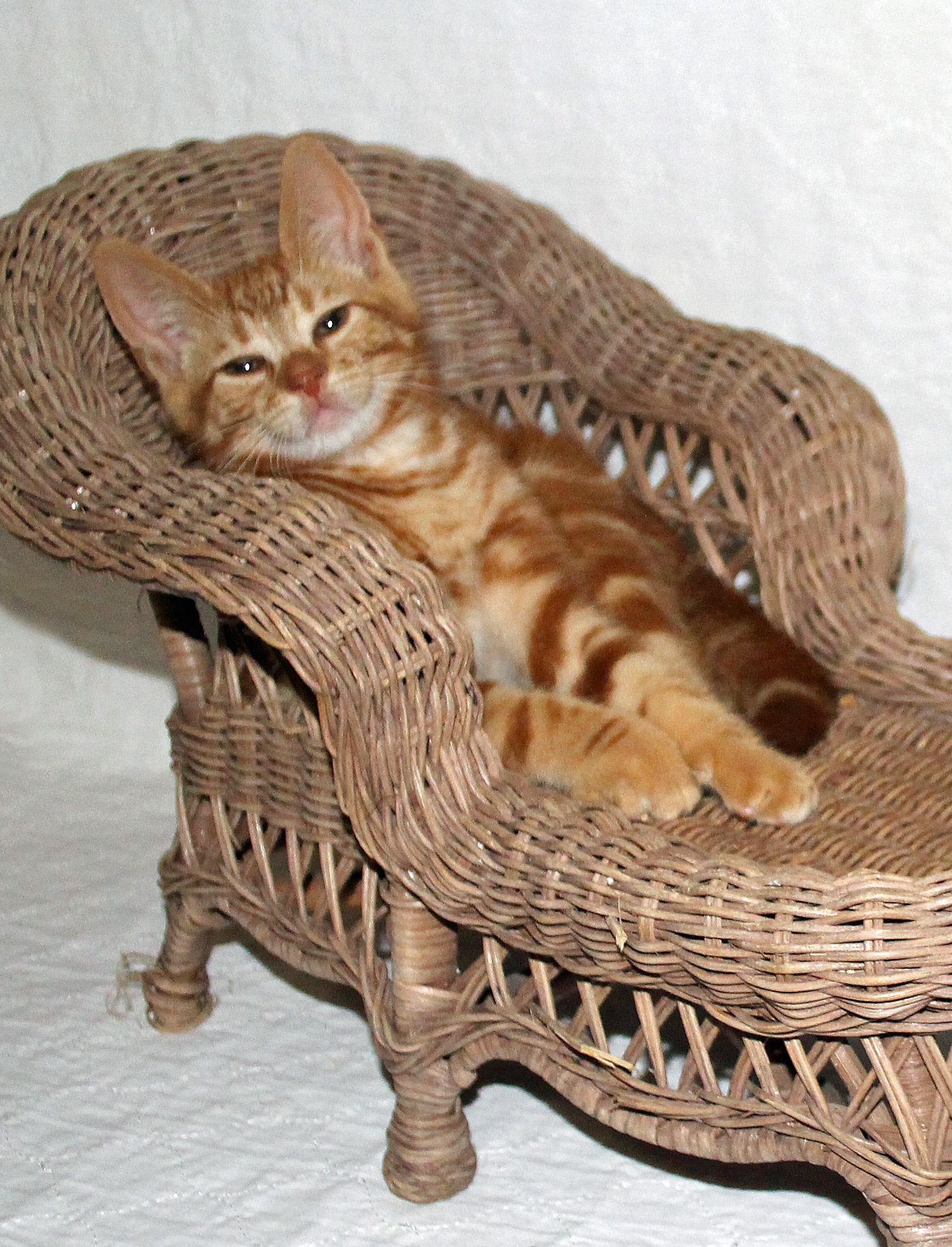 Lenny, a Adopted Domestic Short Hair in Salem, NJ image 3/4