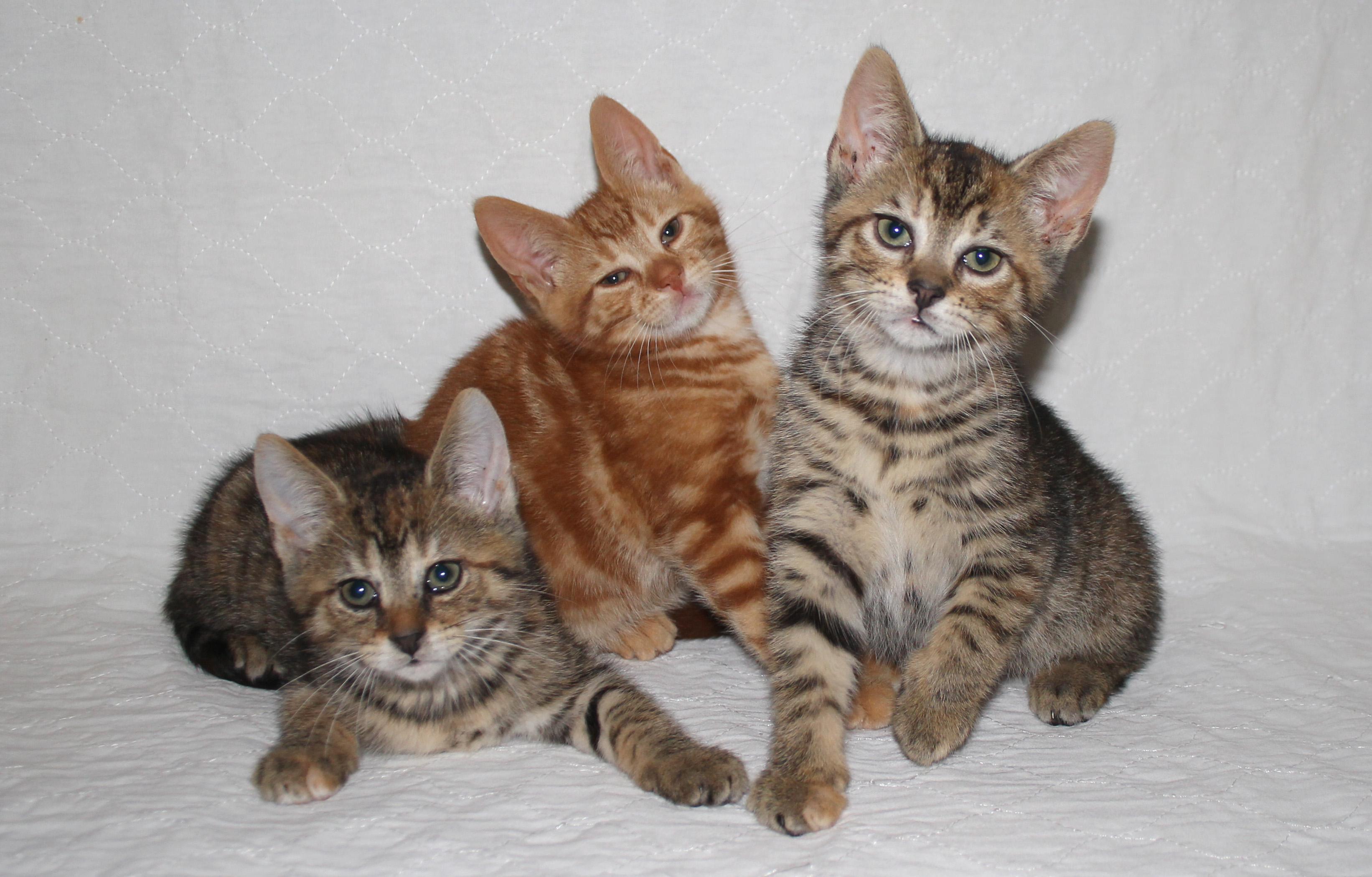 Lenny, a Adopted Domestic Short Hair in Salem, NJ image 4/4