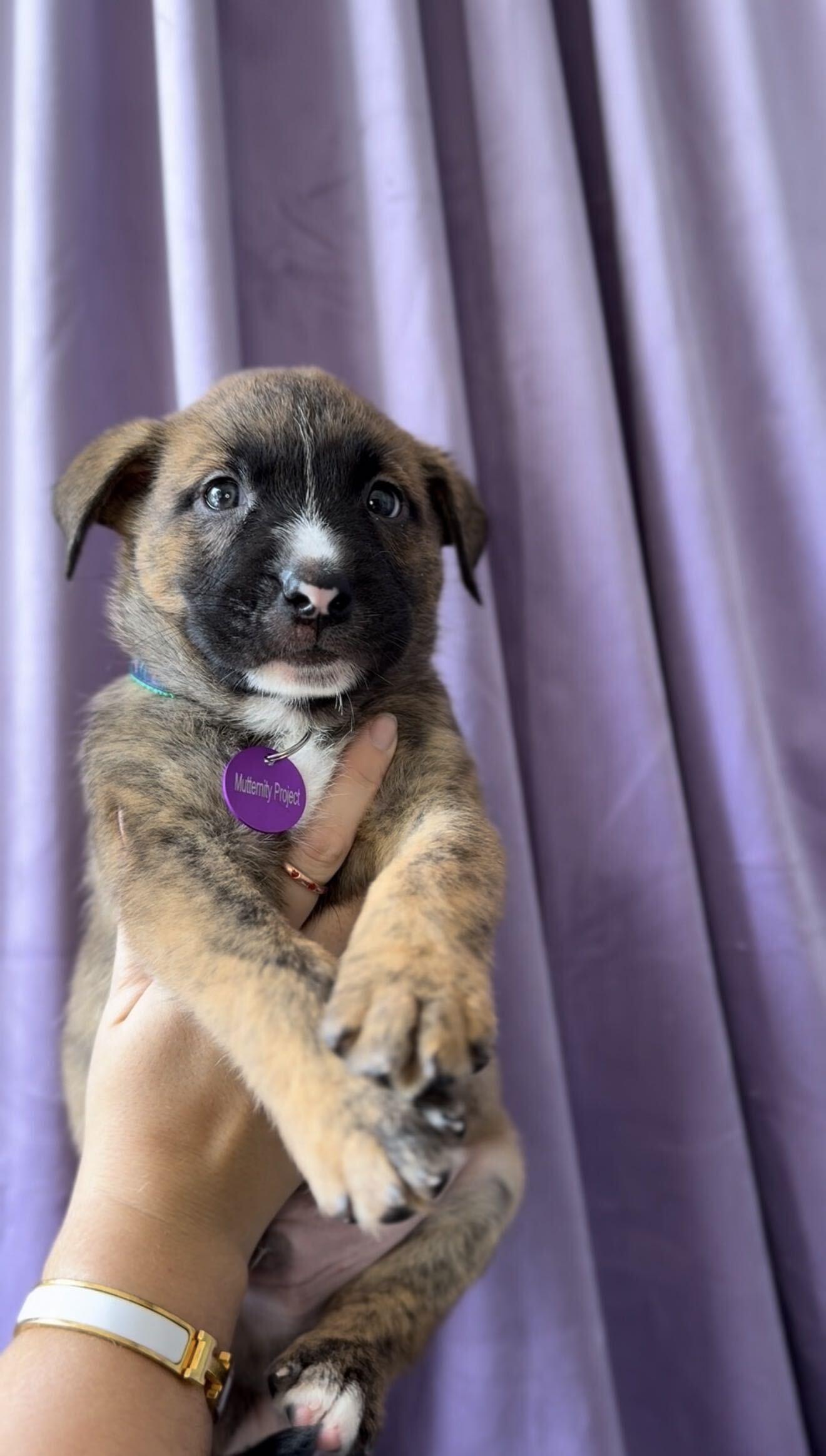 Quartz, Adoptable, Puppy Male Basenji & Pit Bull Terrier.