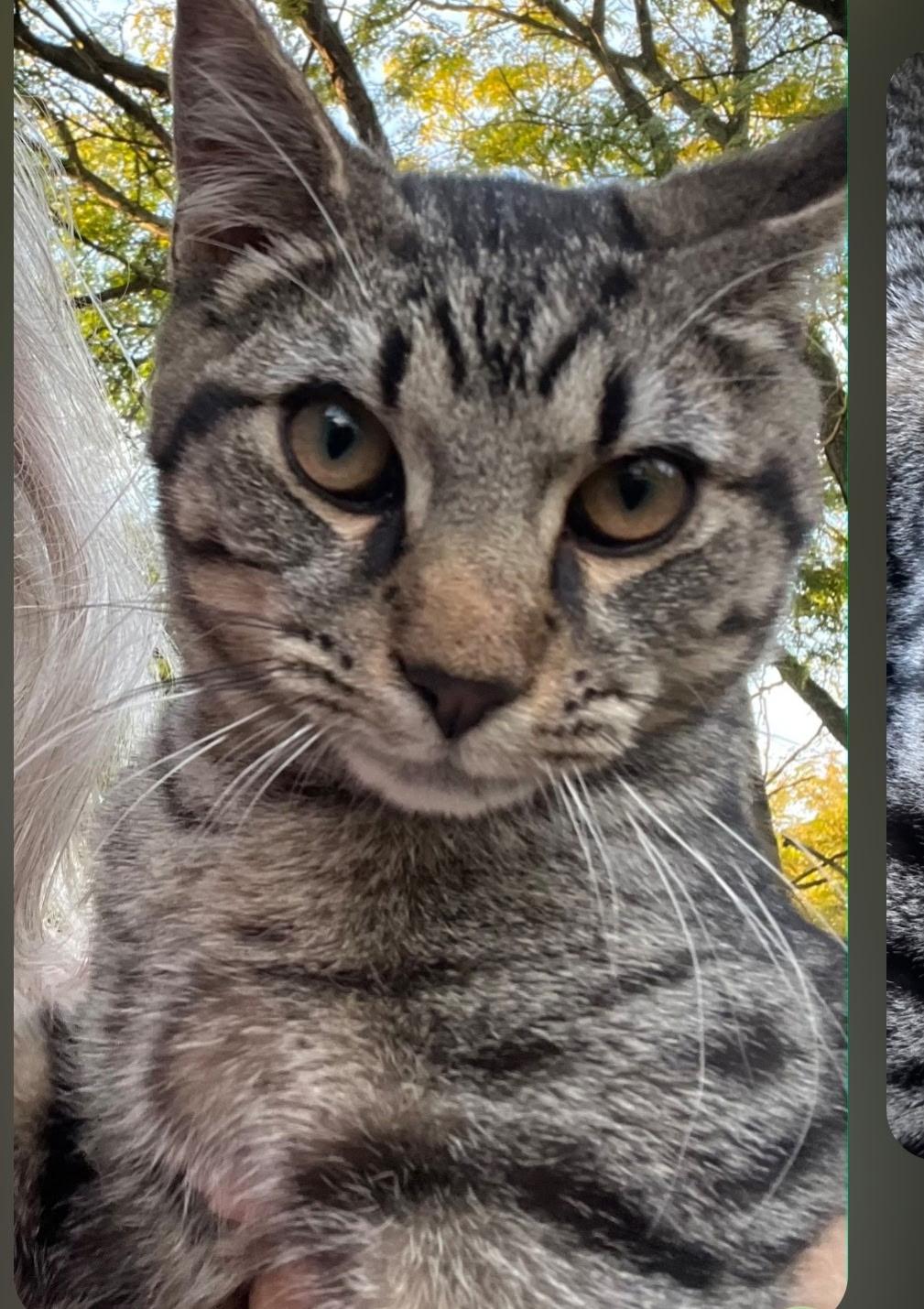 Willy, Adoptable, Young Male American Shorthair.