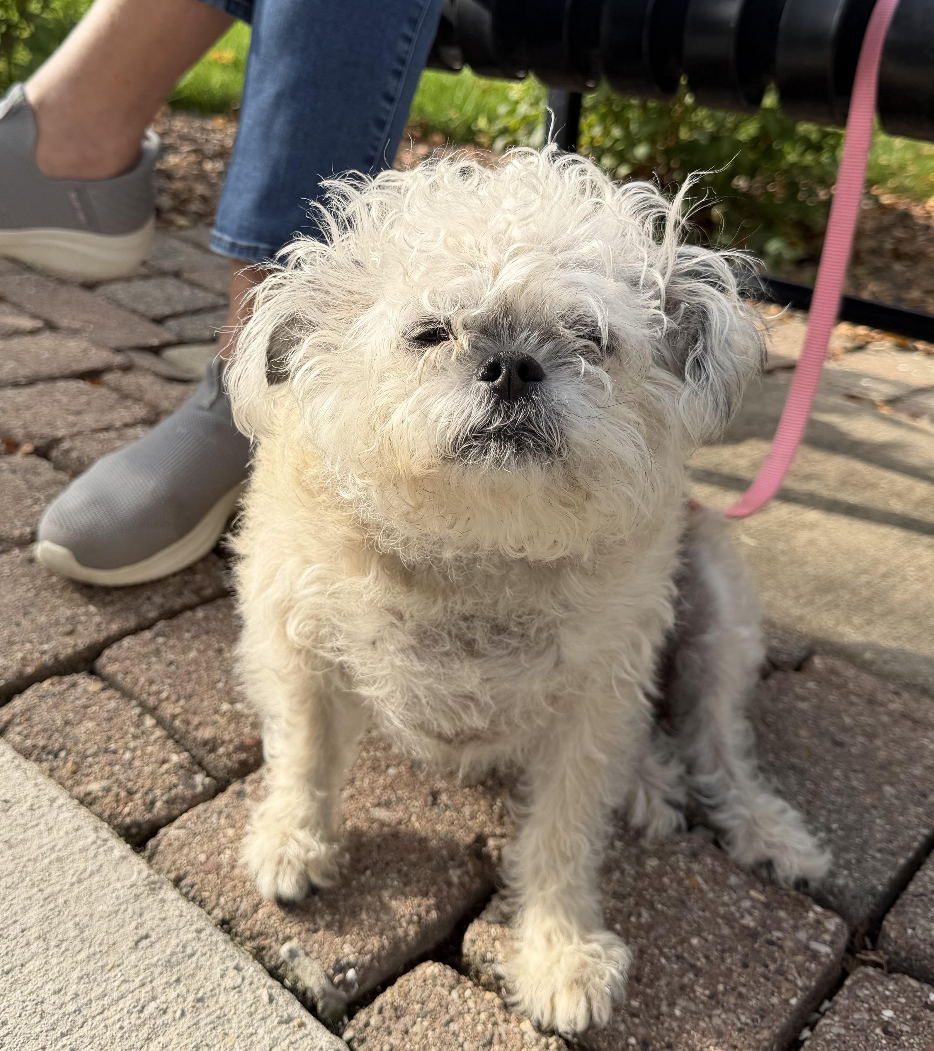 Princess, Adoptable, Adult Female Maltese & Shih Tzu.