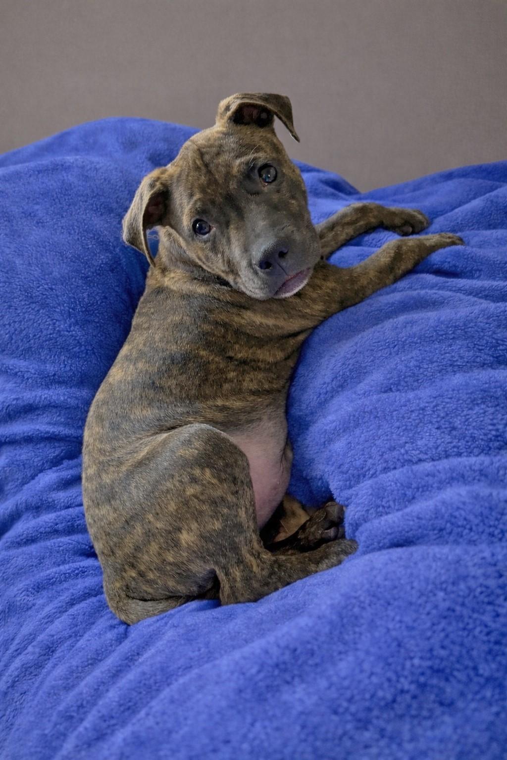 Dodger, adopted, Puppy Male Pit Bull Terrier.