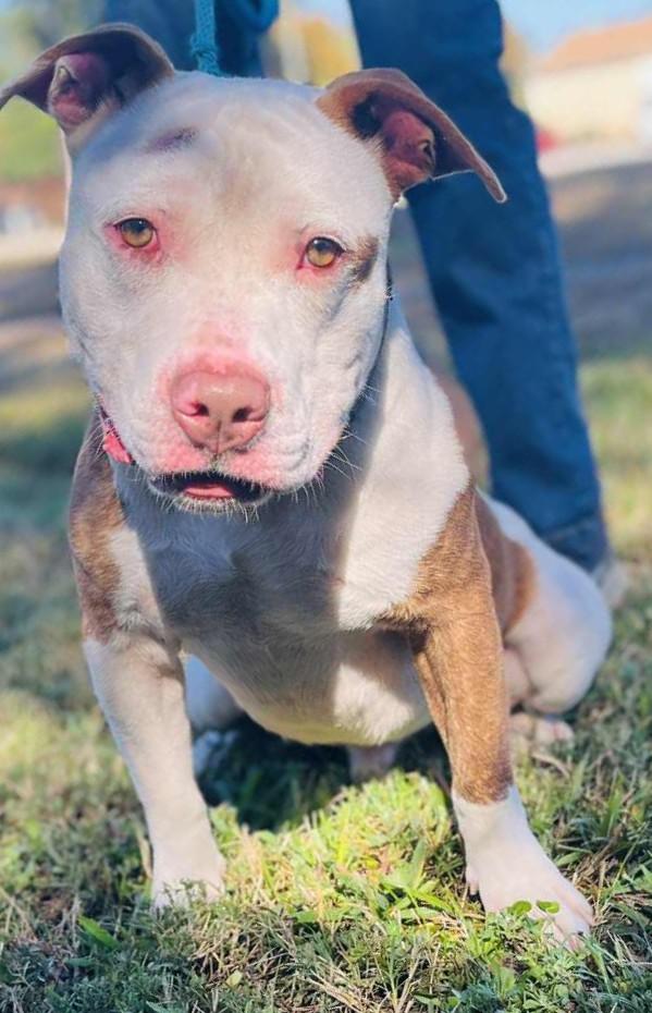 BIG MAC, an adopted American Staffordshire Terrier in Tappahannock, VA image 2/3