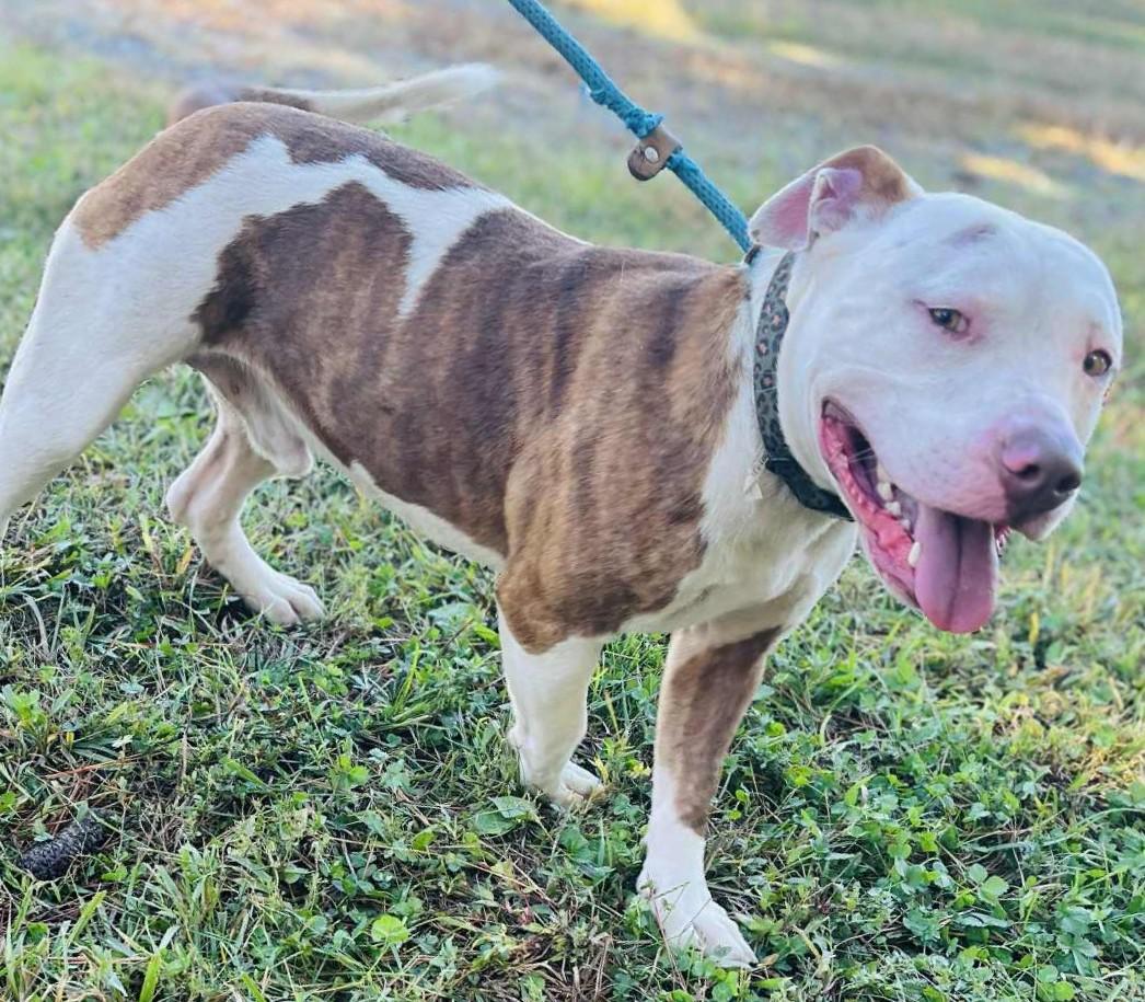 BIG MAC, an adopted American Staffordshire Terrier in Tappahannock, VA image 3/3